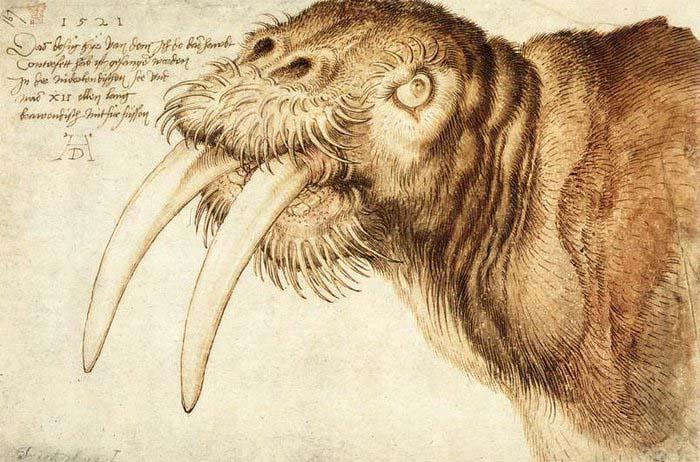 Albrecht Durer Walrus